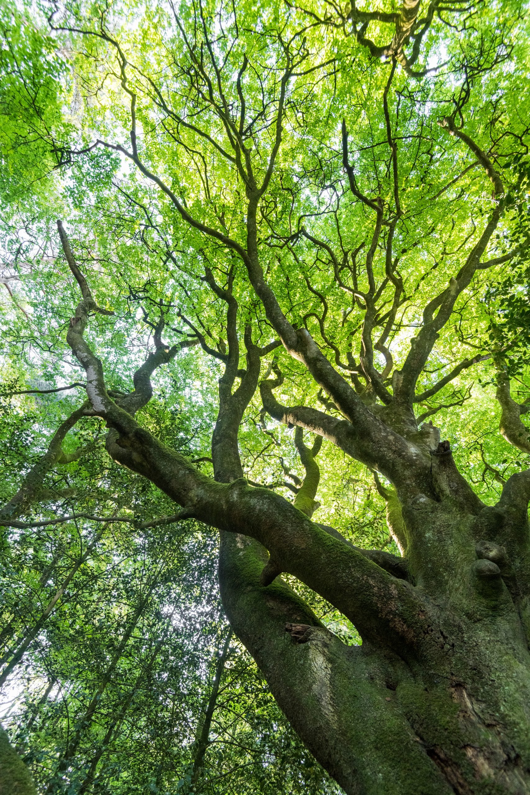 La foresta di Brocéliande in estate