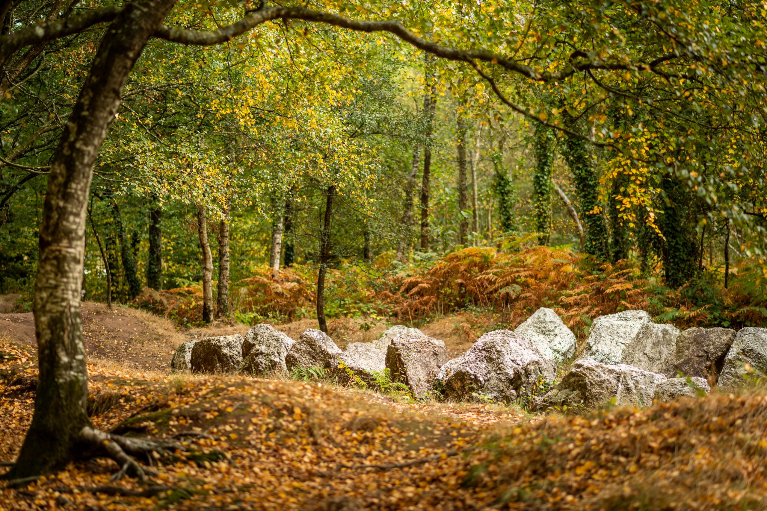 La foresta di Brocéliande in autunno