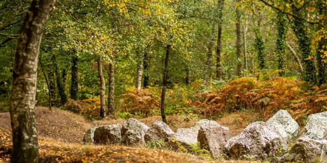 Forêt de Brocéliande en automne