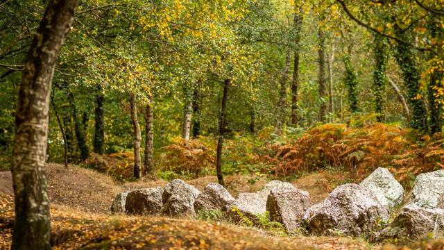 Forêt de Brocéliande en automne