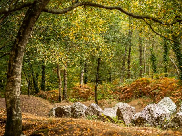 Forêt de Brocéliande en automne