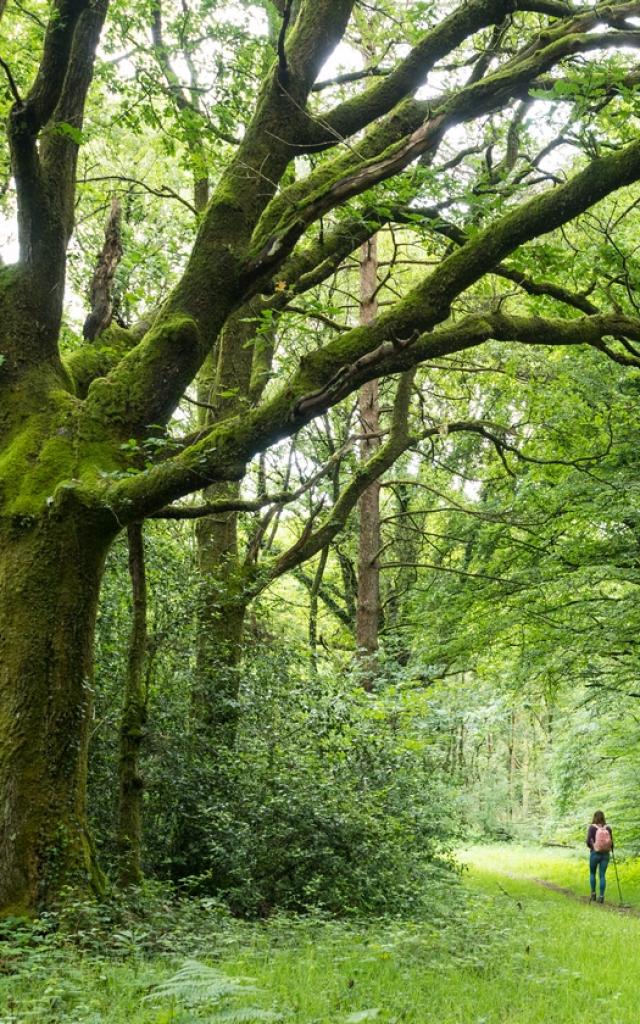 Forêt de Brocéliande