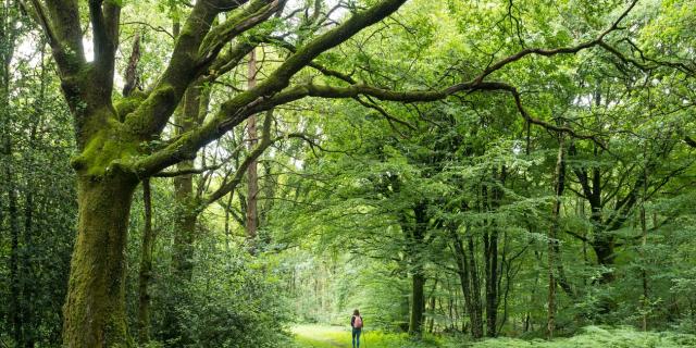 Forêt de Brocéliande