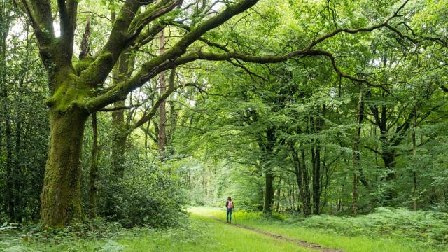 Bosque de Brocéliande