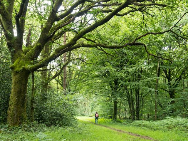 Foresta di Brocéliande