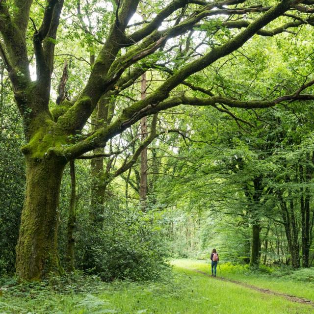 Forêt de Brocéliande