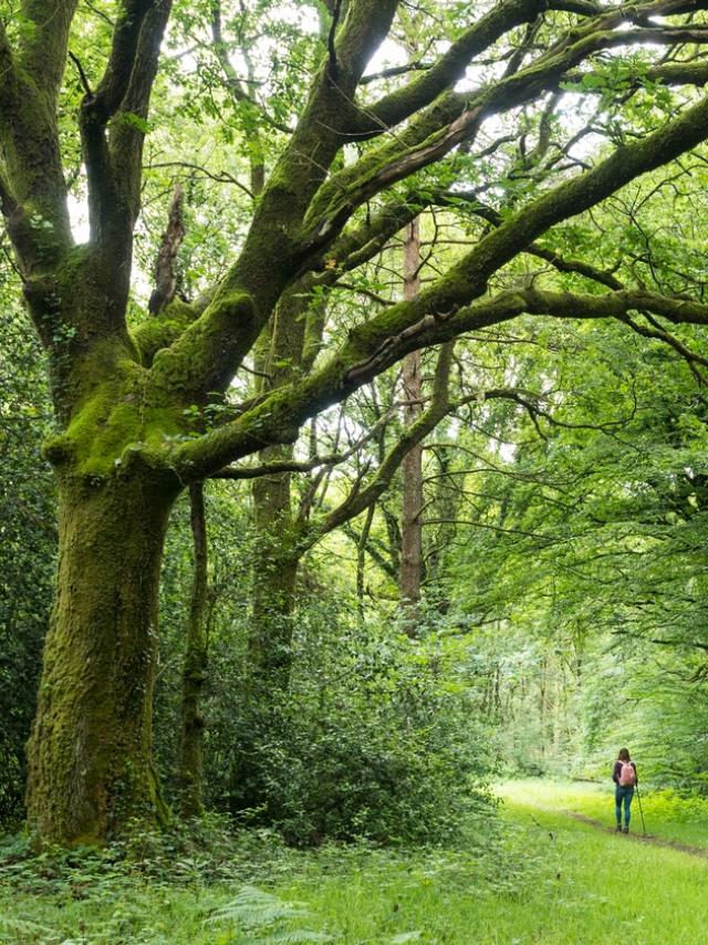 Wald von Brocéliande