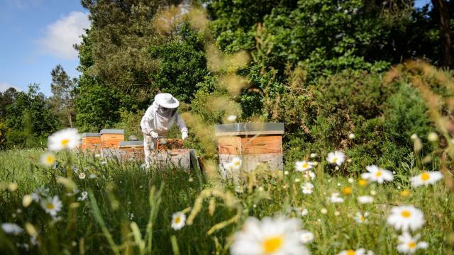 apiculture-yr-2-e-berthier.jpg