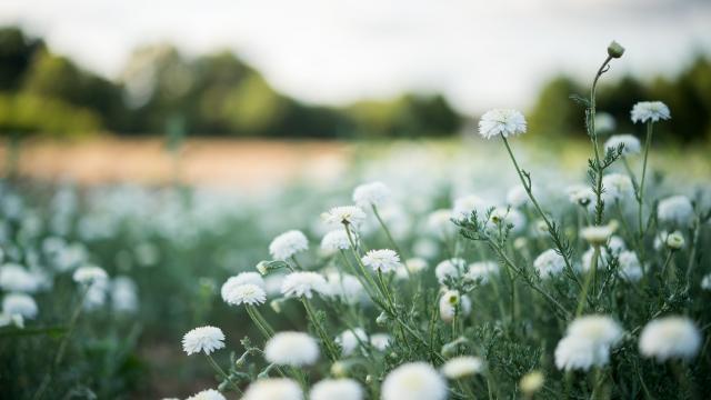 champs-de-fleurs-yr-camomille-11-15-e-berthier.jpg