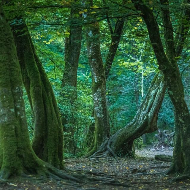 Broceliande 1718©e.berthier2019