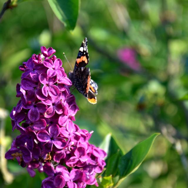 lilas-papillon-jardins-broceliande-2020.jpg