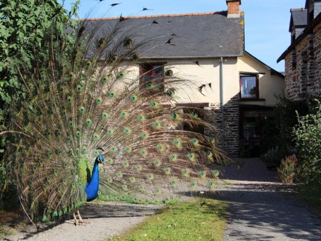 Casa rural étang De L'aulne en Iffendic