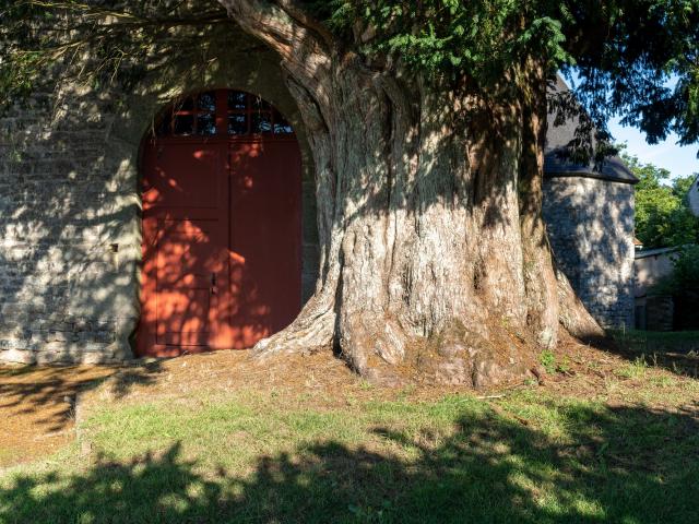 chapelle St-Yves et if remarquable Cruguel