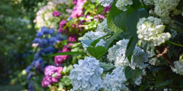 Jardins de Brocéliande, collection d'Hortensias.