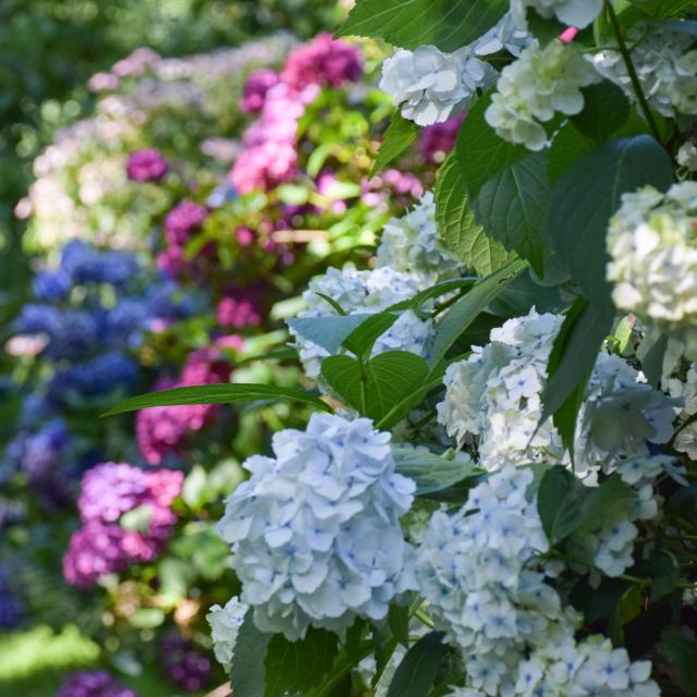 Jardins de Brocéliande, Hortensiensammlung.