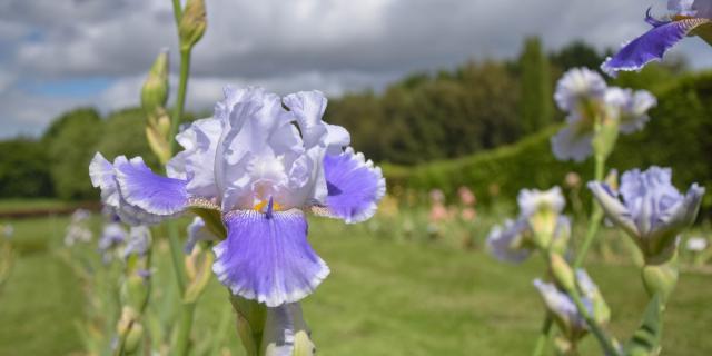 Jardins de Brocéliande, collection d'iris