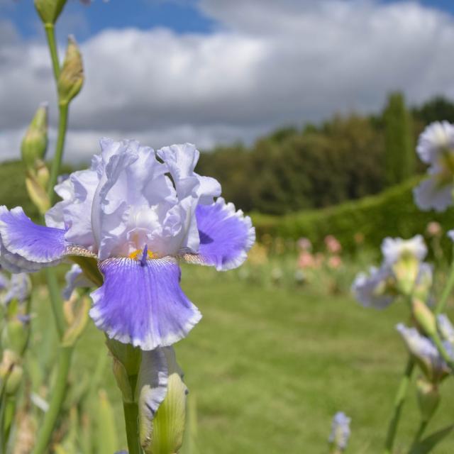 Jardins de Brocéliande, Iris-Sammlung