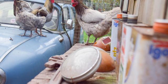 les Jardins de Brocéliande, poules, garage