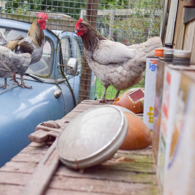 les Jardins de Brocéliande, Hühner, Garage