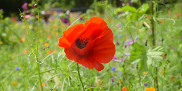 les Jardins de Brocéliande, prairie fleurie.