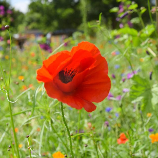 die Jardins de Brocéliande, Blumenwiese.