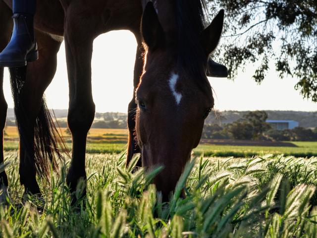 Equitación Crédito Pixabay Imágenes libres de derechos 4