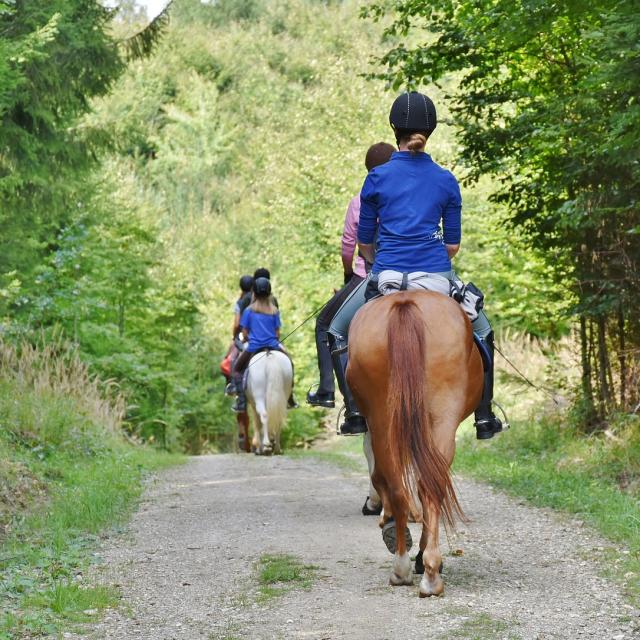 Horse Riding Credit Pixabay Royalty Free Images 5